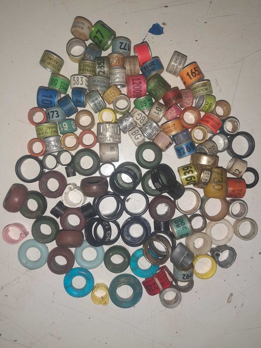 Пръстени от гълъби