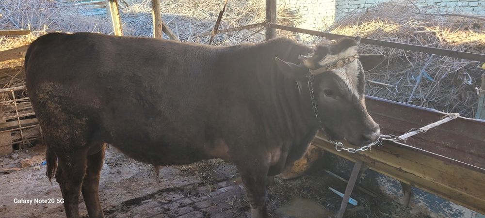 Buqa Sotiladi Vobkent