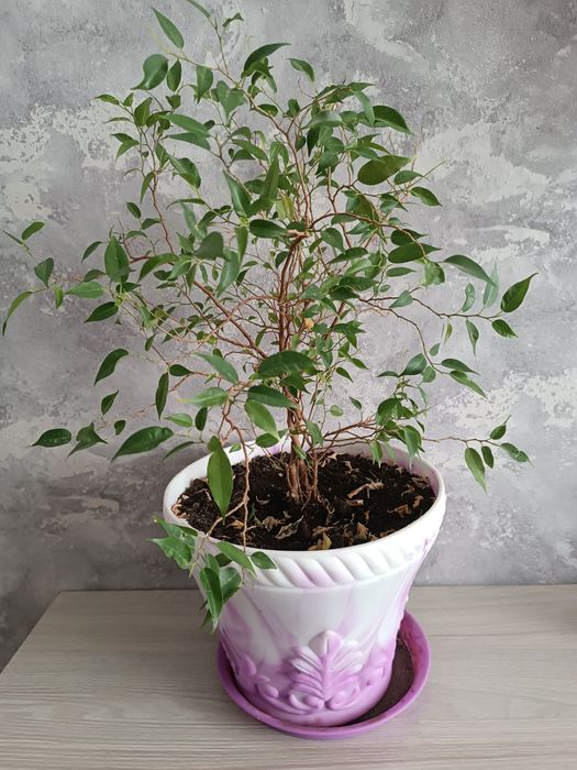 Домашние  Цветы продам