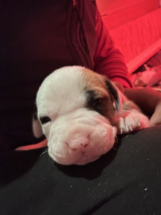 Pui metis tip amstaff