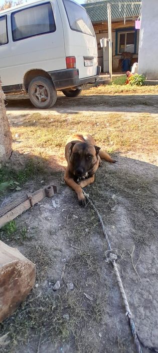 Бельгийская овчарка
