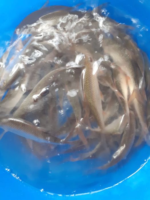 Продам живцов 100 тг за штуку