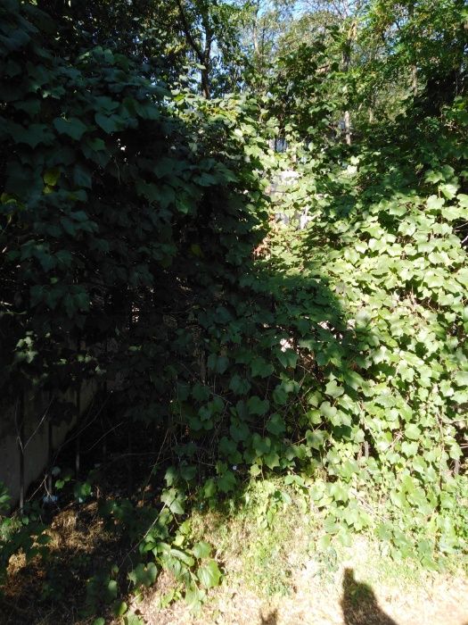 Изрязване на трева храсти клони разумните цени