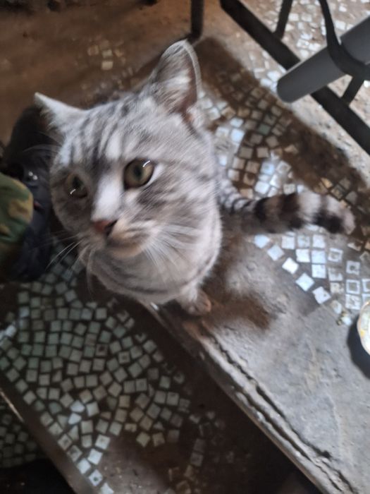 Найден британский котик