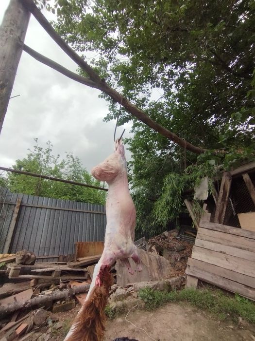 Кой Қой Бараны Алматы