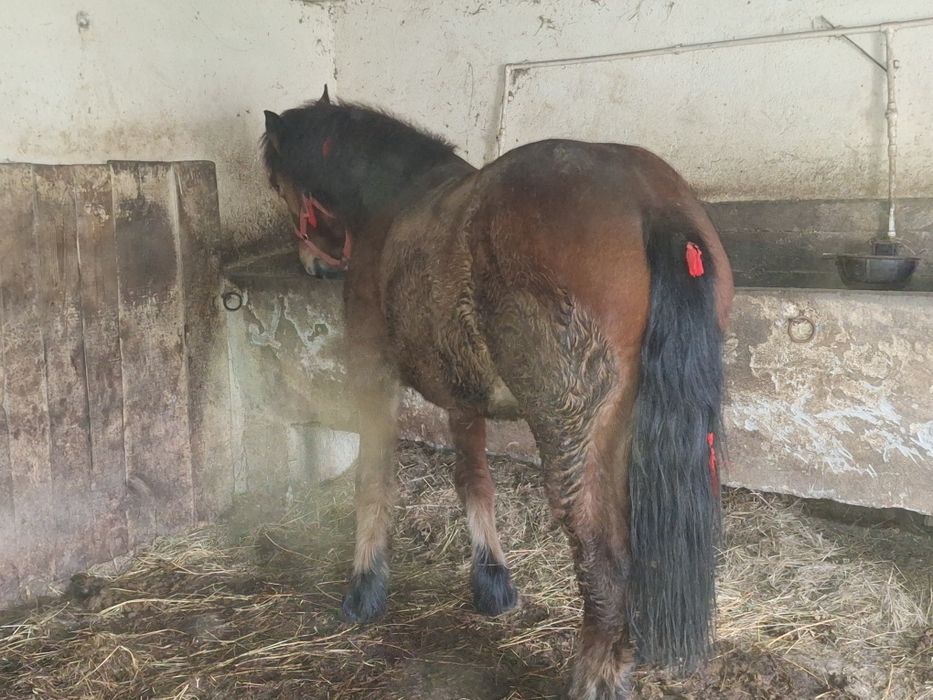 Manza de 2 ani de vânzare