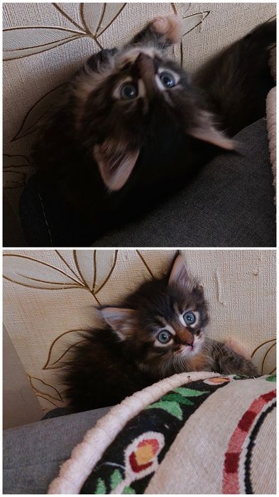В заботливые ручки. Котята три девочки.