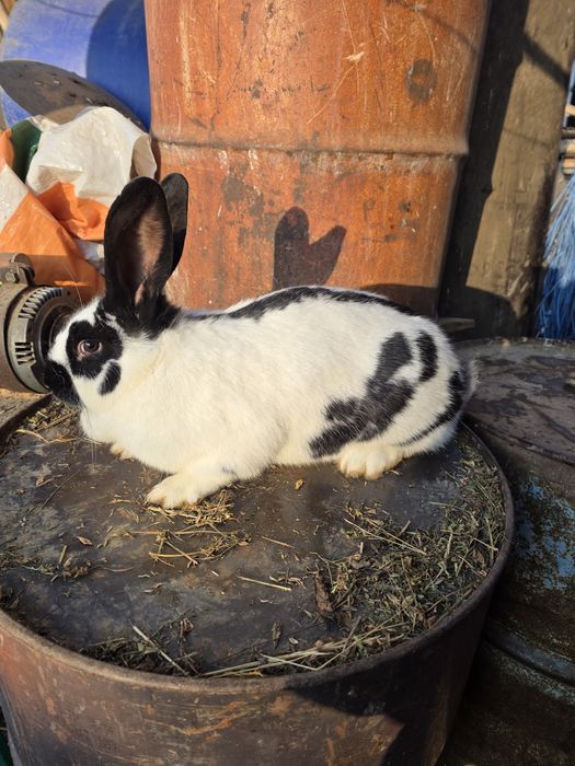 Iepuri Fluture German