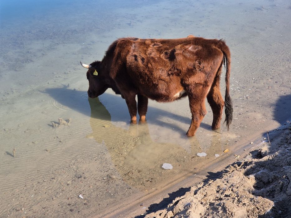 Бұзаулы сиыр сатылады