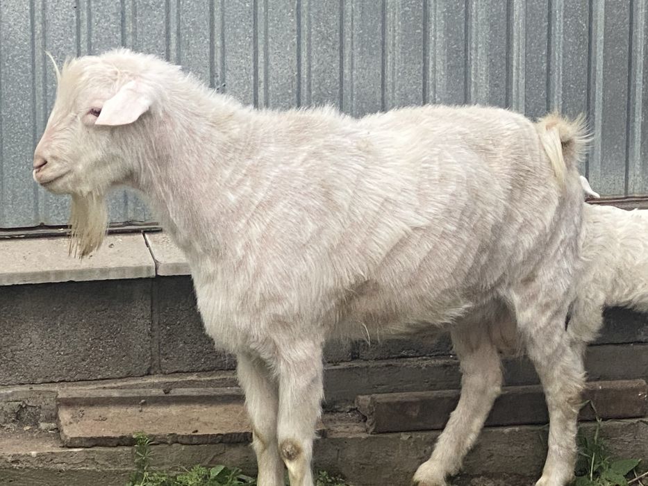 Тұқымды теке сатылады.