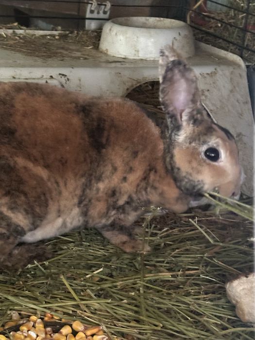 Vand sau schimb iepuri cap de leu si rex pitic