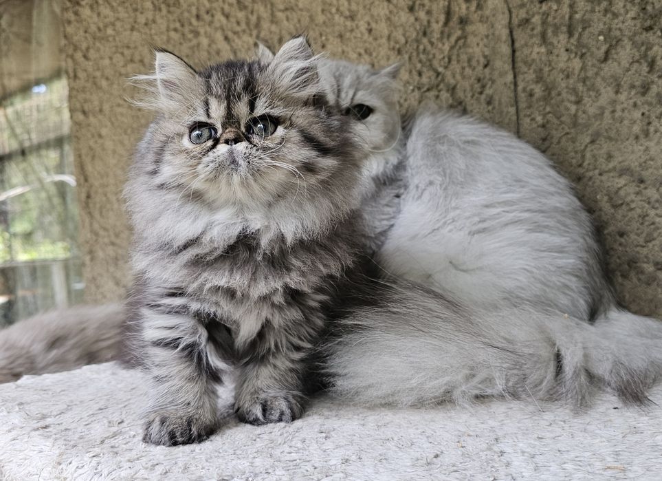 Персийско котенце