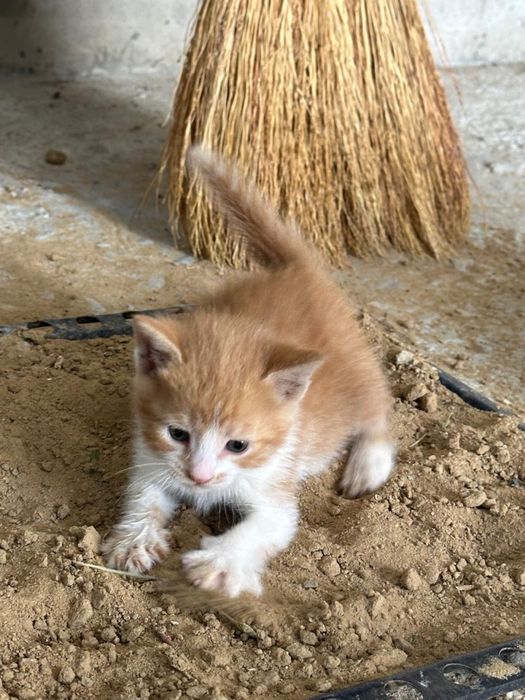 Отдам котят в добрые руки!