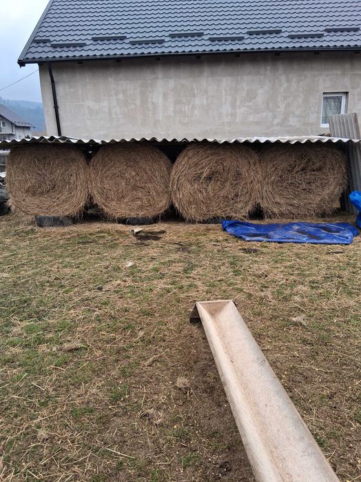 Baloti de fan foarte buni