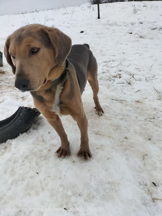 Câine  de vânătoare