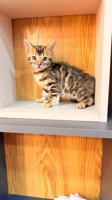 Bengal mushuk sotuv