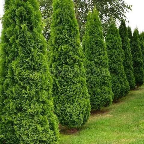 Туя смарагд колоннавидный