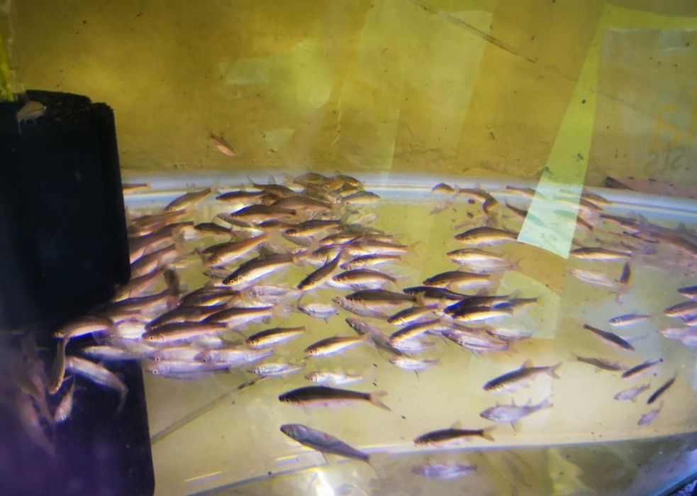 Sanitari de iaz, mananca alge