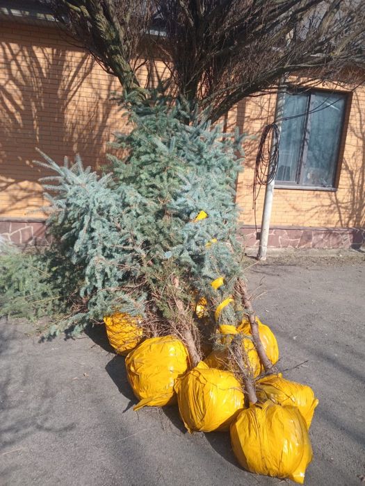 Срочно расПродам елки