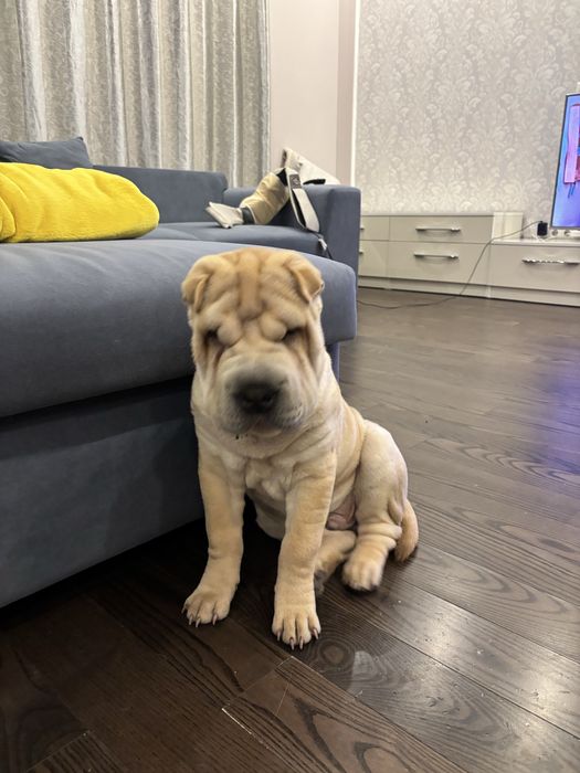 Шарпей, 4 месяца