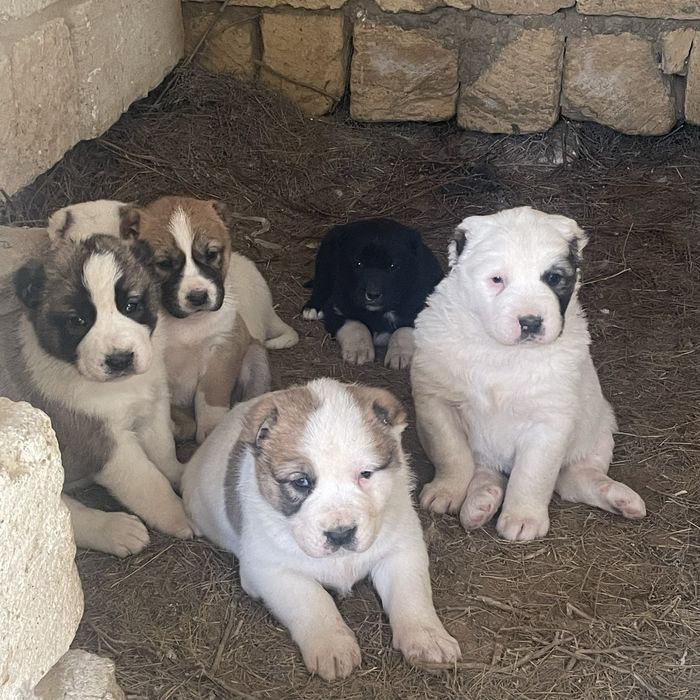 Алабай күшіктер сатылады