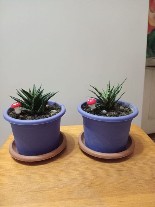 Хавортия  в горшке