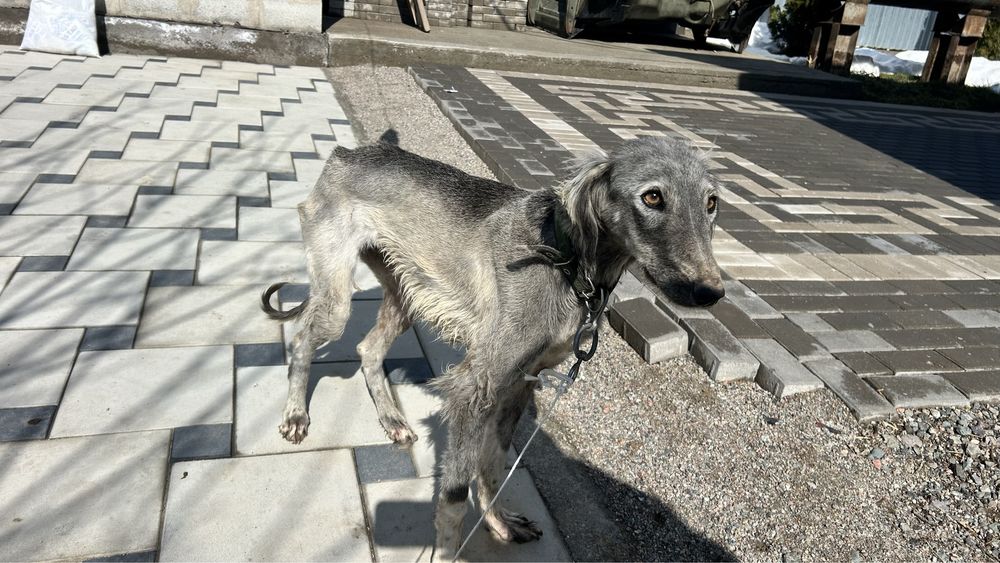 Тазы Ит, Собака