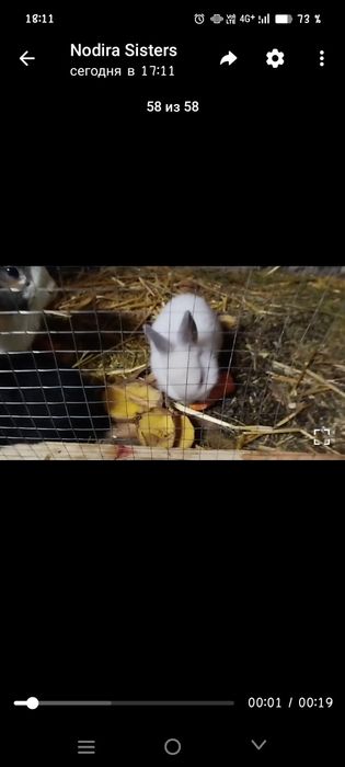 Karlik quyon sotiladi bolasi