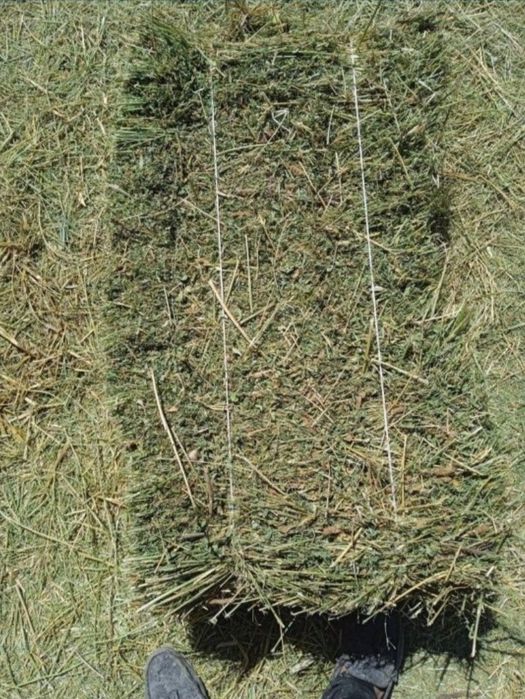 Somon pres, Beda pres (Dastavka original)