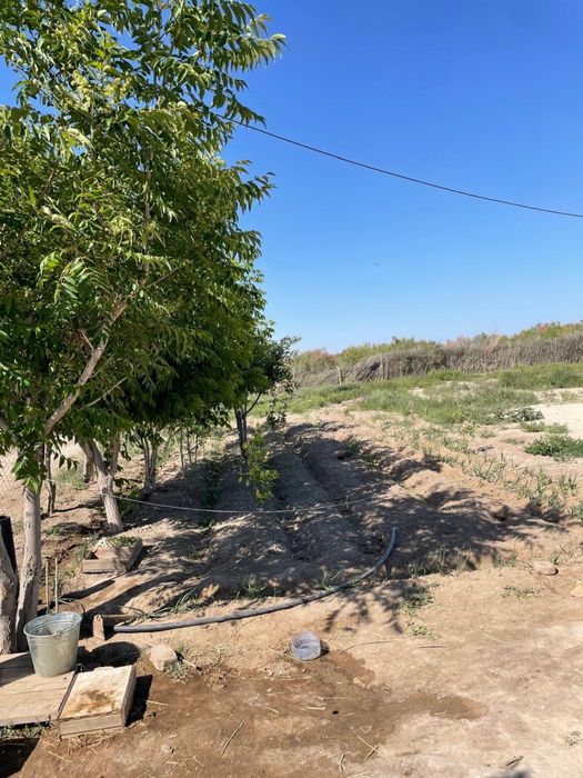 Срочно продам фазенда