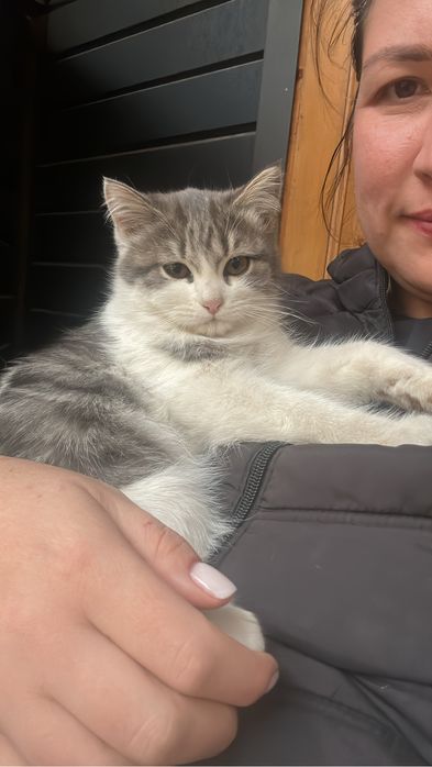 Отдаем котят в добрые руки