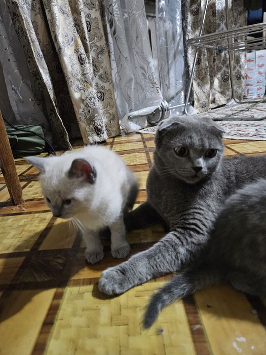 Котята от британской вислоухой