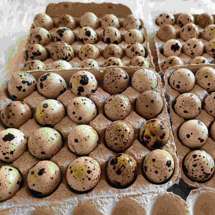 Bedana jojalari va inkubatsion tuxumlar