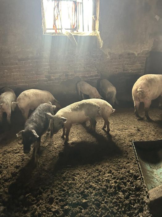 За информация на посочения номер