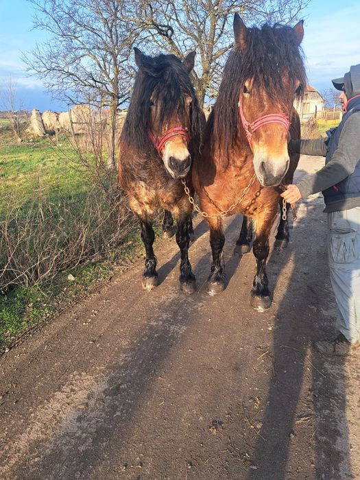 Iepe de vanzare pereche