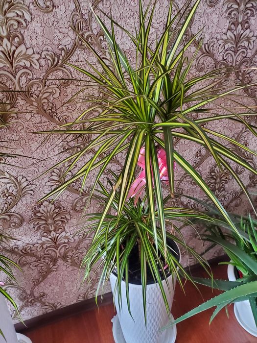 Домашние  цветы многа видов