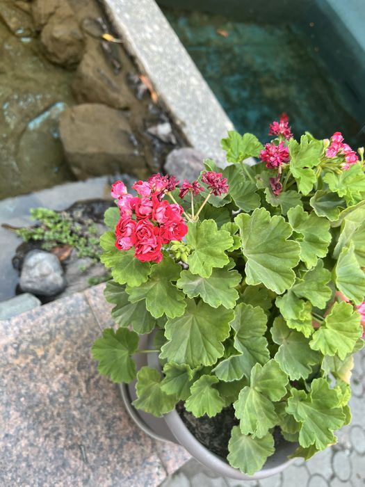 Продам комнвтные цветы