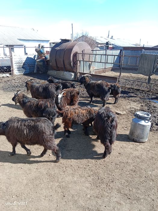 Продам коз разного возраста