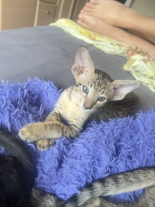 Ориентальный котенок