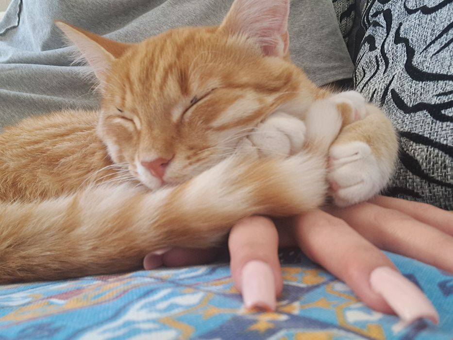 Отдам котика 8 месяцев