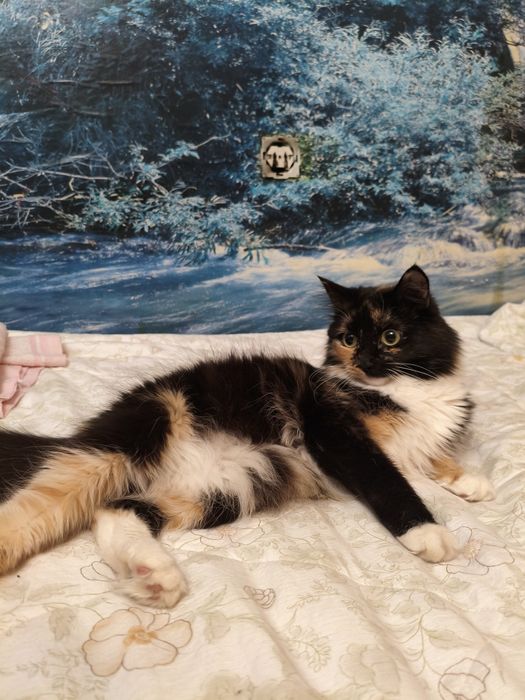 Отдам кошку в добрые руки