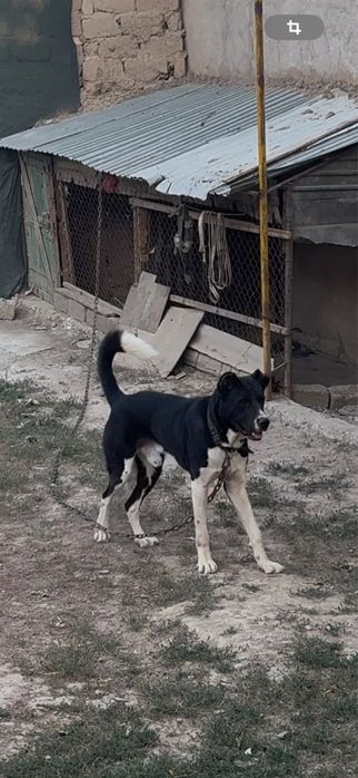 Маладой сатылады