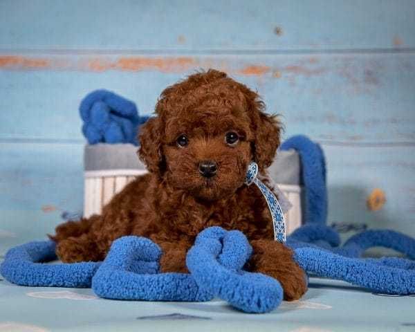 Disponibil băiețel Pudel Toy Red care caută o familie responsabilă