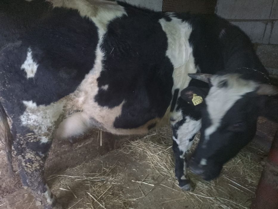 Vițea angus de vânzare