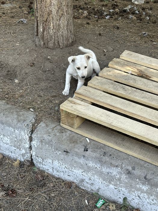 Щенки 2 месяца бесплатно
