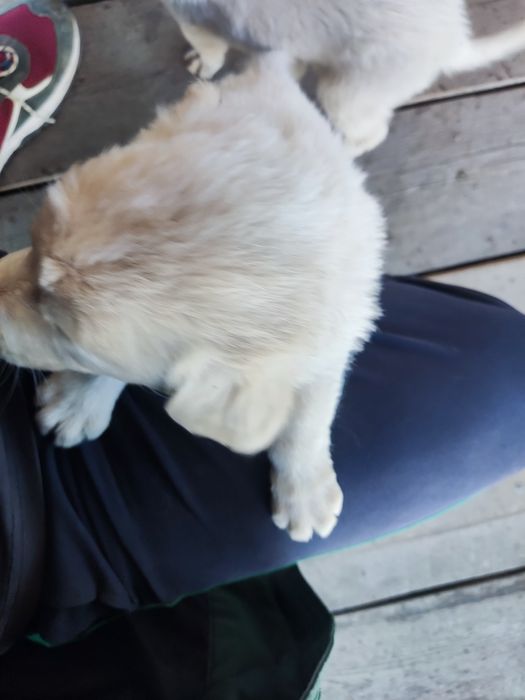 Продам щенят "Тазы"