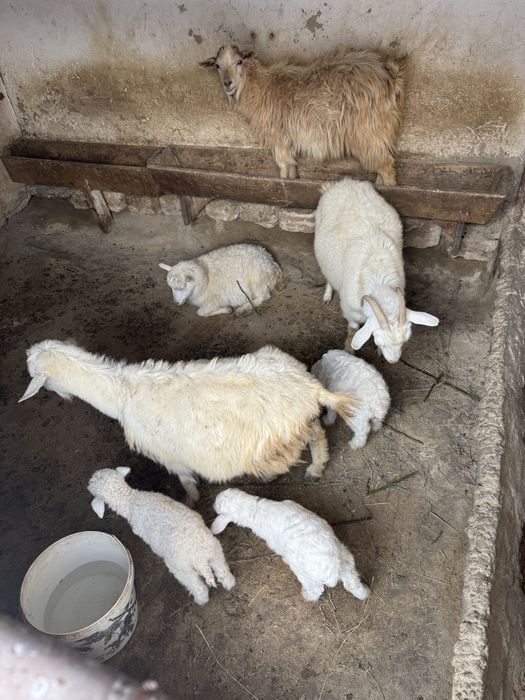 Ешкі сатылады оптом !!!