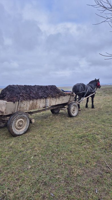 Iapa gestanta de vanzare