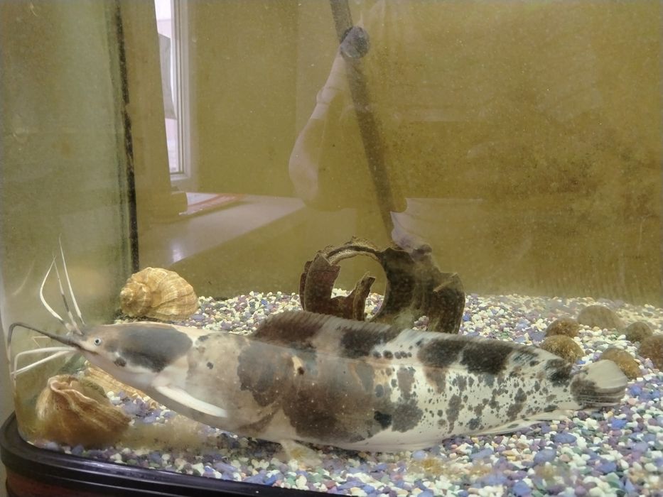 Рыбы тигровый сом