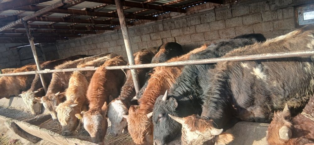 Продам 15 бычков по 650 000